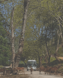 Layout Agenda_Newsletter Flores Parque Nacional